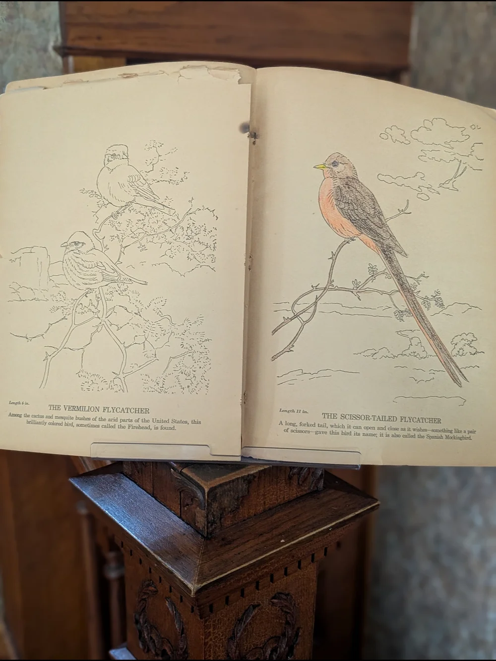Antique 1938 Blue Book Audubon's Birds Coloring Book Julius King Whitman Racine